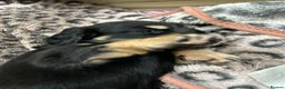 Miniature Dachshund dogs for sale: Miniature longhaired dacsund babies  - Advert 2
