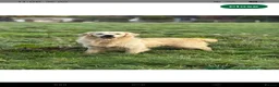 Golden Retriever dogs for sale: 8 KC/health tested gorgeous golden retrievers - Advert 12