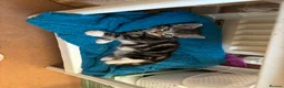 Mixed Breed cats for sale: Lovely crazy kittens - Advert 6