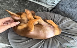 Jack Russell dogs for sale: Miniature Jack Russell puppies Ready to leave in Gillingham - Image 13