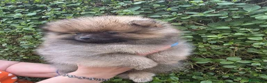 Pomeranian Boy 1