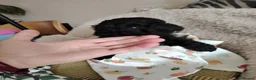 Mixed Breed dogs for sale: CockerJack Doodles  in Norwich - Advert 17