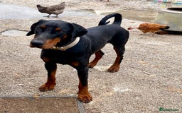 Dobermann dogs for sale: DOBERMAN PUPPIES (BOTH KC HEALTH TESTED PARENTS) - Image 26