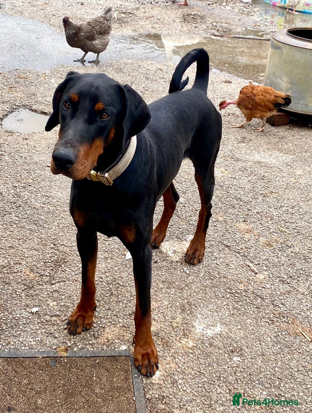 Dobermann dogs for sale: DOBERMAN PUPPIES (BOTH KC HEALTH TESTED PARENTS) - Image 26
