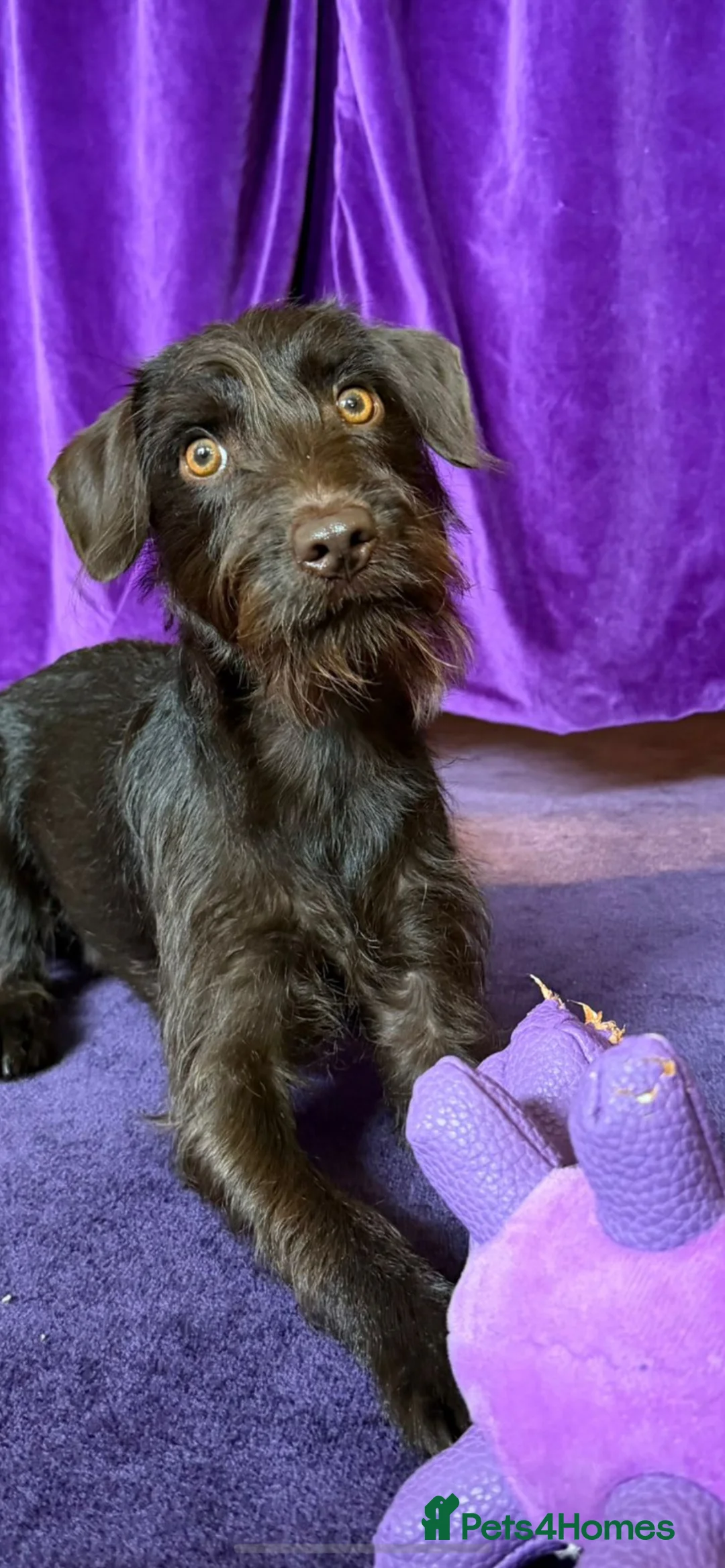 Mixed Breed dogs for sale: Patterdale terrier cross  - Advert 2