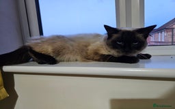 Ragdoll cats for sale: Pure Ragdoll Cat  2 Years Old, Affectionate & Calm - Image 8