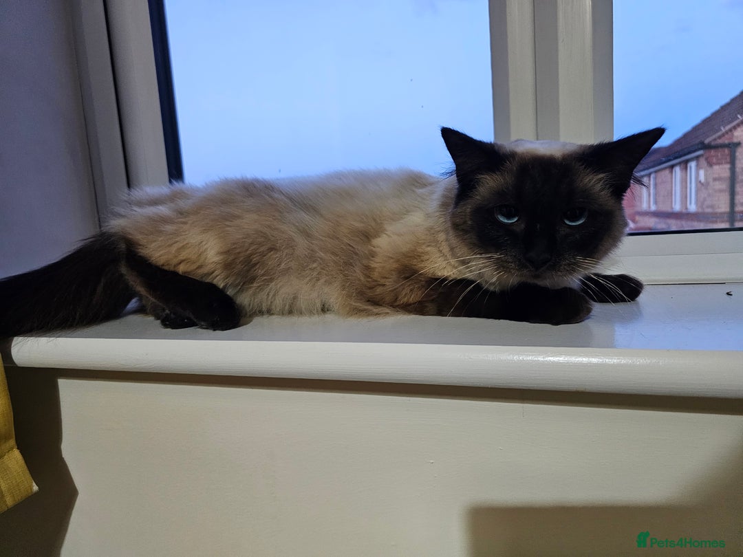 Ragdoll cats for sale: Pure Ragdoll Cat  2 Years Old, Affectionate & Calm - Image 8