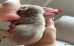 Miniature Dachshund dogs for sale: Beautiful litter of miniature dachshund  - Advert 30