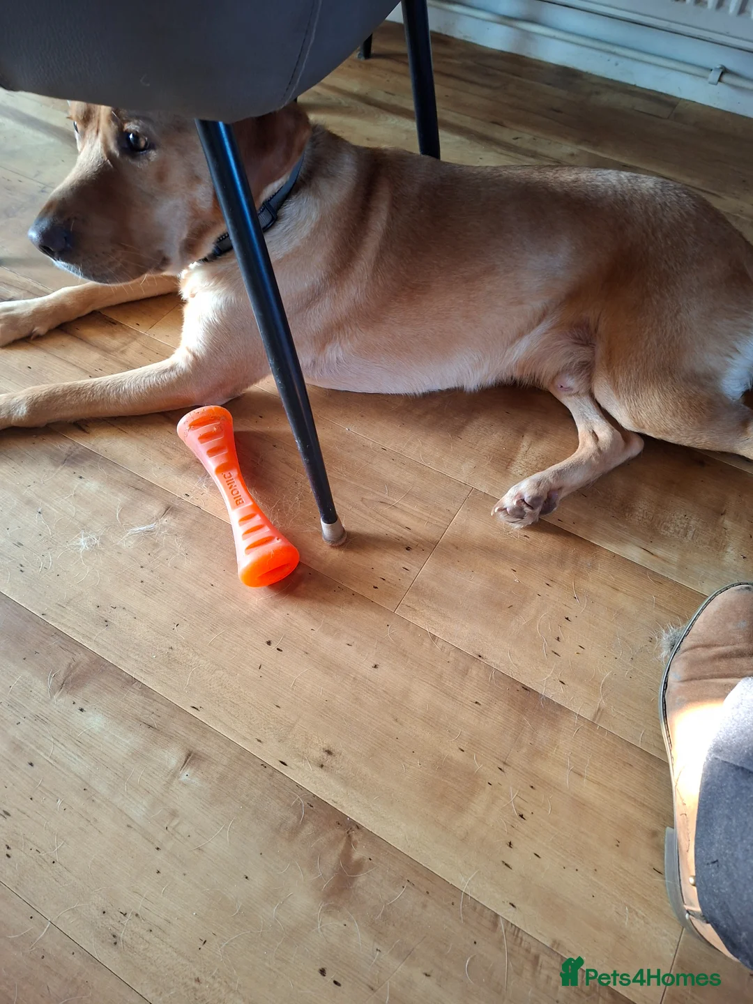 Labrador Retriever dogs for sale: Digby  in Diss - Advert 4