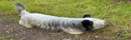 Skye Terrier dogs for sale: KC Reg Skye Terrier Cream puppies  - Advert 13