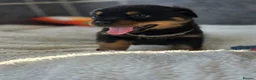 Rottweiler dogs for sale: Gorgeous Rottweiler Puppies  - Advert 2