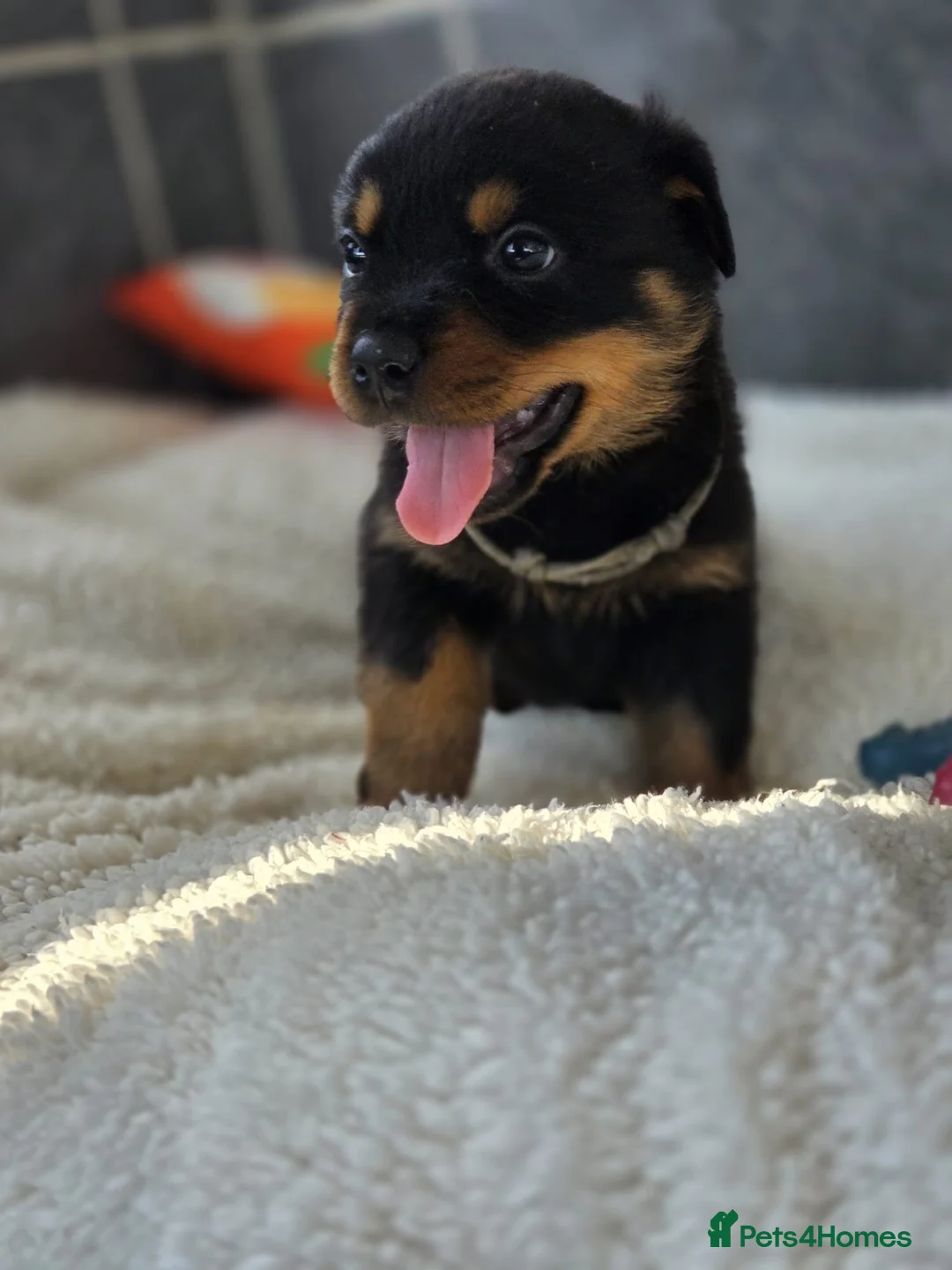 Rottweiler dogs for sale: Gorgeous Rottweiler Puppies  - Advert 2