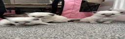 Ragdoll cats for sale: Pure blue point ragdolls  - Advert 10