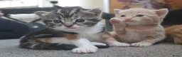 Mixed Breed cats for sale: Stunning long hair kittens, rare coat colours 😽  - Advert 13