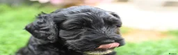 Cockapoo dogs for sale: 🌟 Vet-Checked F2 Cockapoo Girls – Ready 24 July🐾 - Advert 21
