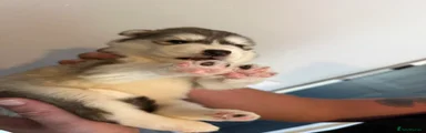 Siberian Husky 6