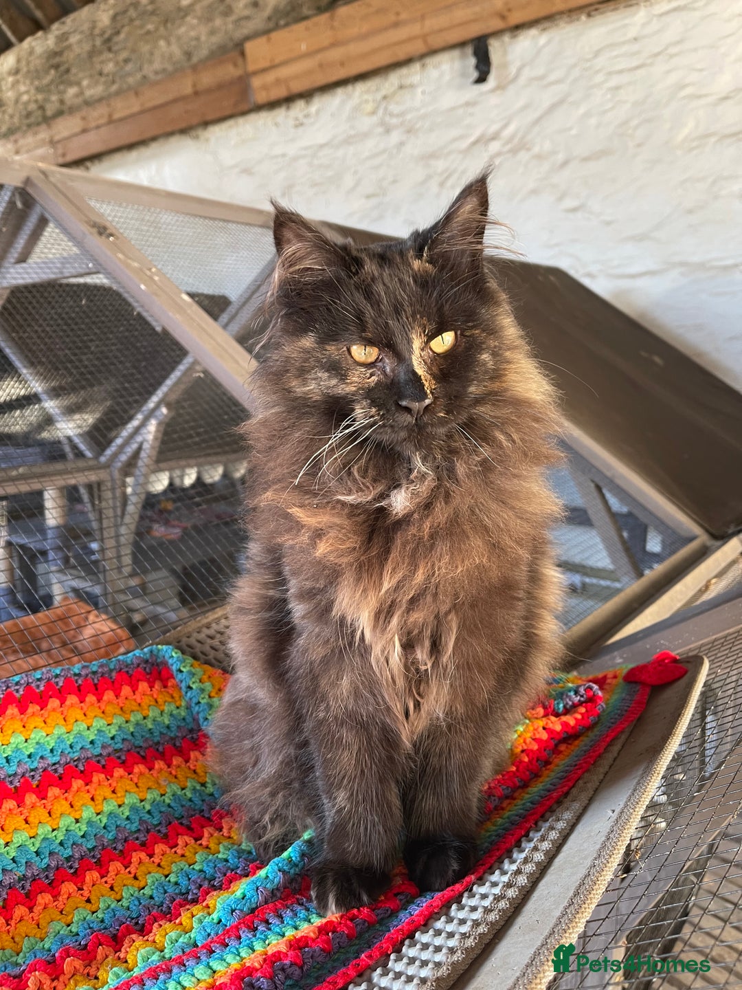 Maine Coon cats for sale: Top pedigree MaineCoon sisters  - Advert 19