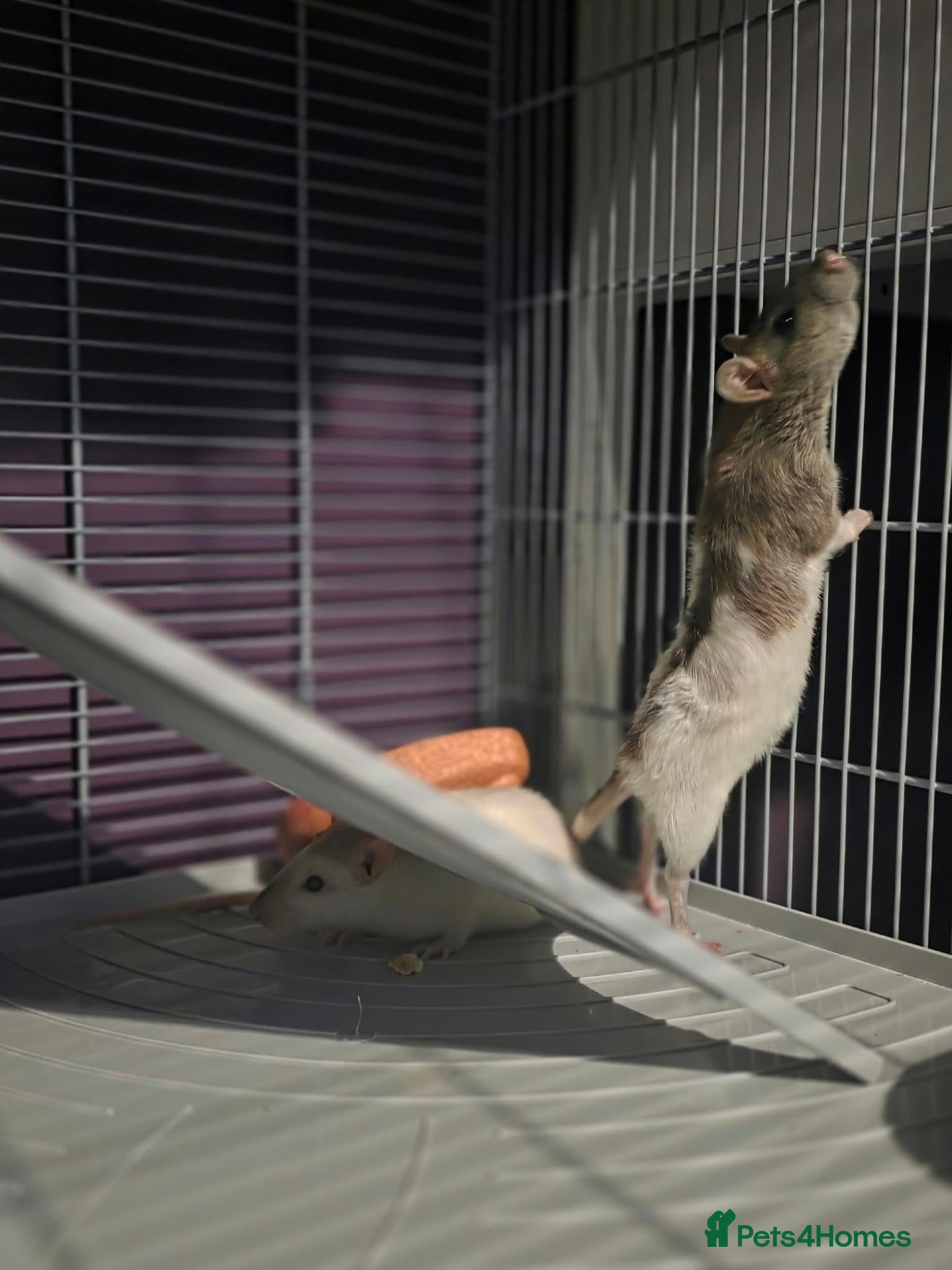 Rat rodents 4 Female rats complete with cage. - Advert 8
