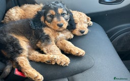 Cockapoo dogs for sale: STUNNING COCKAPOO - Image 1