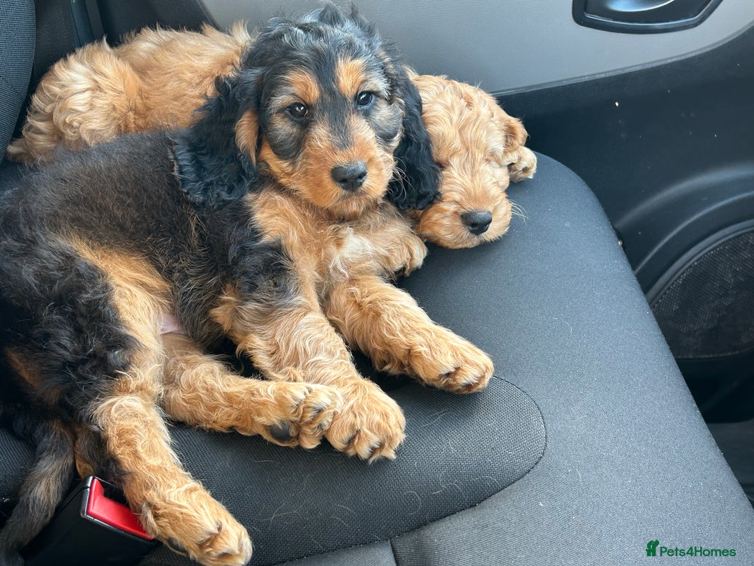 Cockapoo dogs for sale: STUNNING COCKAPOO - Image 1