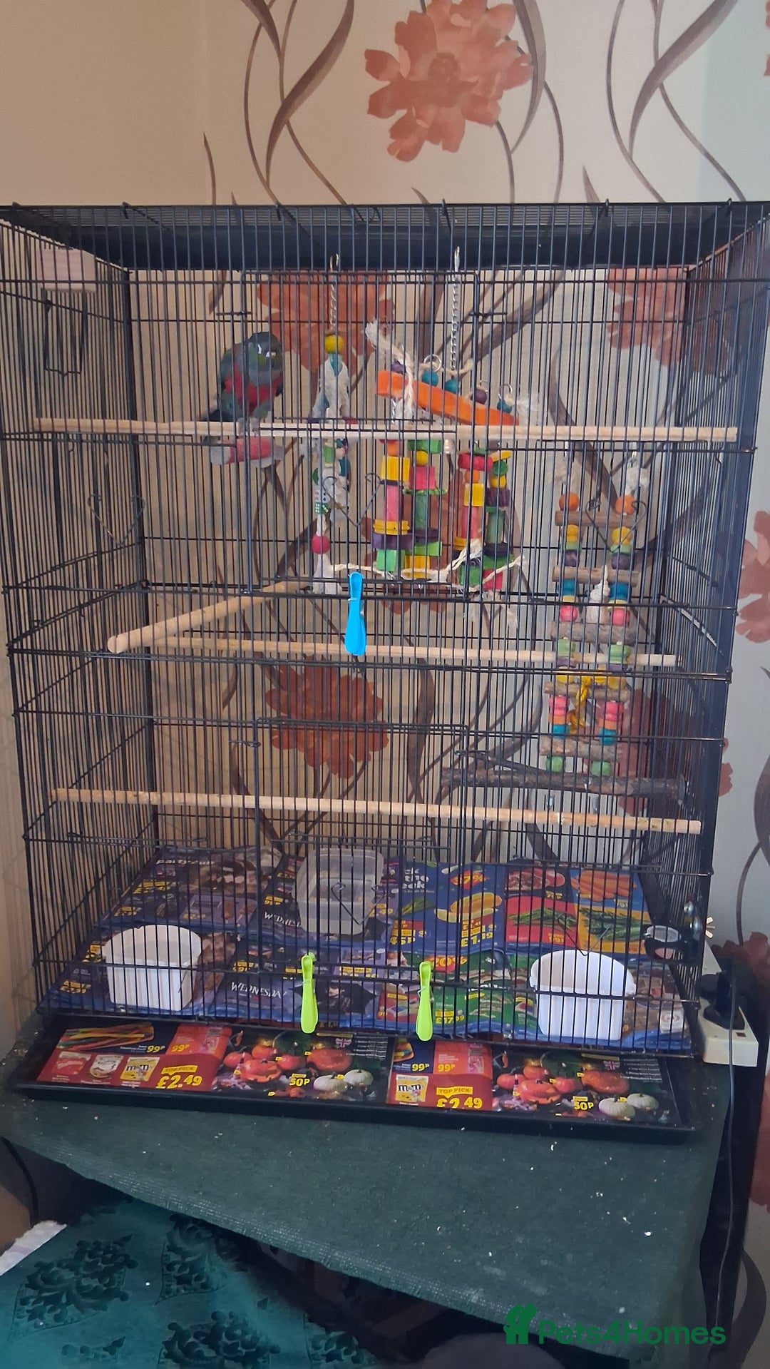 Conures birds for sale: Red Bellied Conure - Advert 7