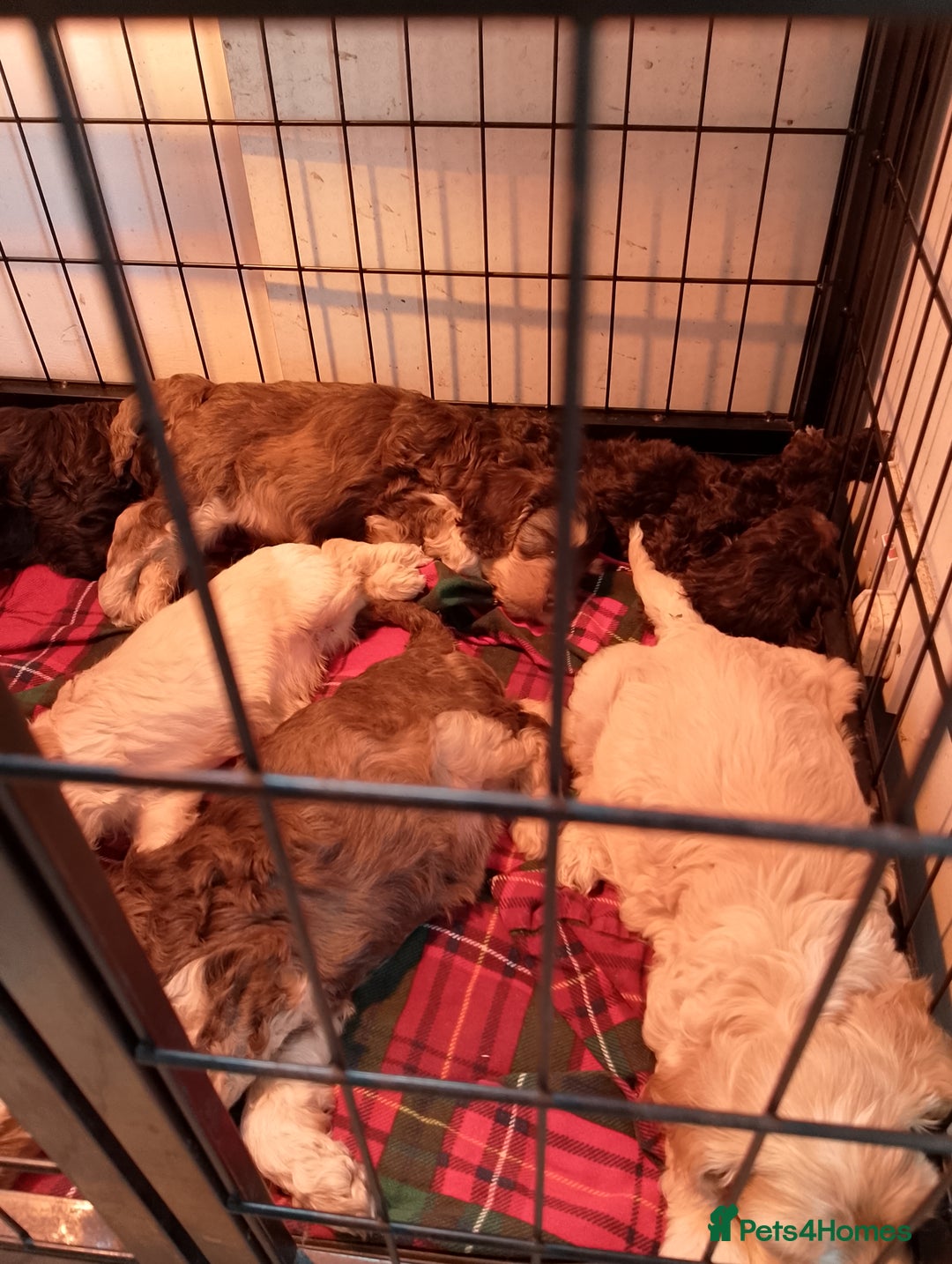 Cockapoo dogs for sale: F1 Chocolate Choc/Tan and Gold Cockapoo Puppies - Image 3