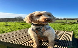 Cockapoo dogs for sale: 2 year old Cockapoo  - Image 4