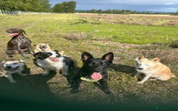 Shepsky dogs for sale: Sasha Shepsky 9 months old - Image 2