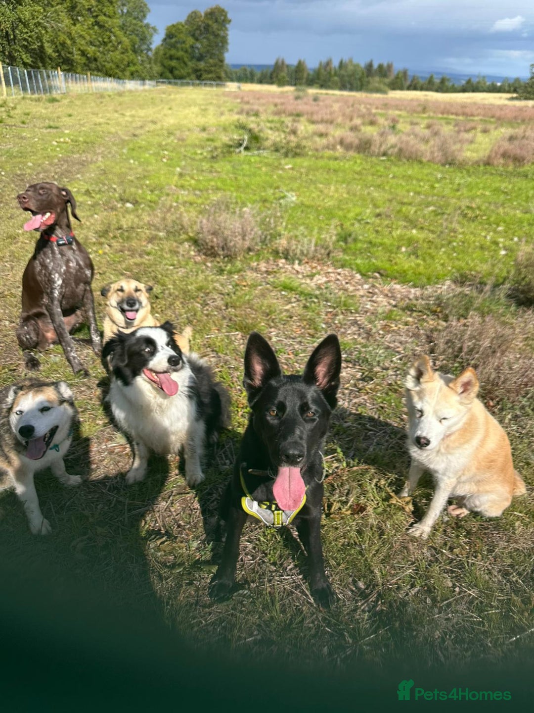 Shepsky dogs for sale: Sasha Shepsky 9 months old - Image 2