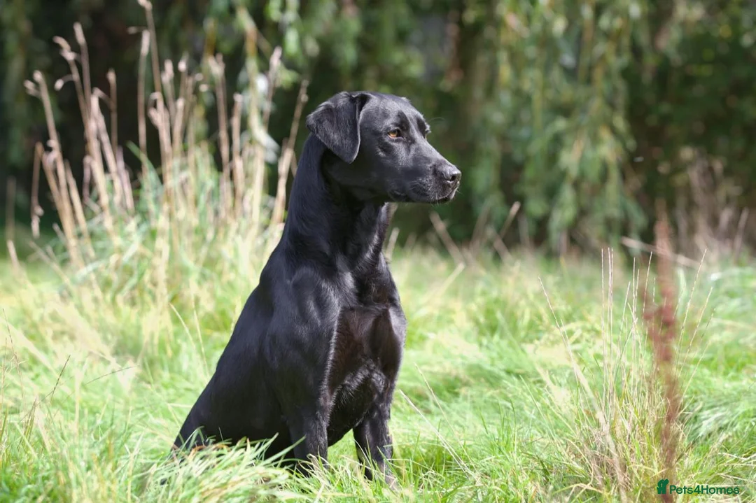 Labrador Retriever dogs for sale: RKC-registered Black and Yellow Labrador puppies in Sherborne - Advert 2