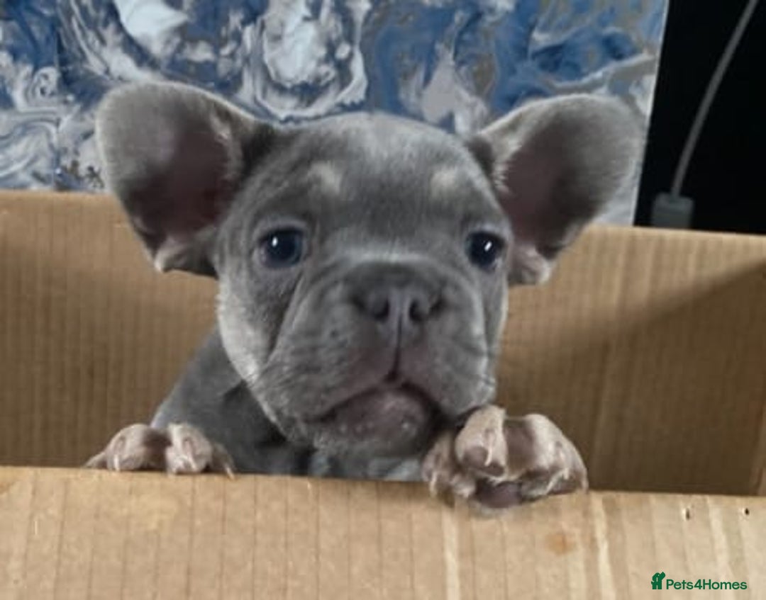 French Bulldog dogs for sale: Fluffy carrier French bulldogs - Advert 10