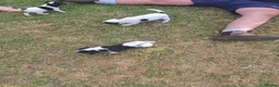 Jack Russell dogs for sale: Jack Russell puppies  - Advert 16