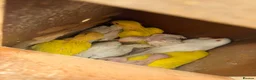 Ringnecks birds for sale: Ringneck young ones available  in Leeds - Advert 1