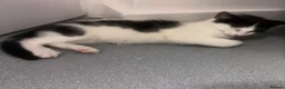 Domestic Shorthair cats for sale: Little kitties for Sale  - Advert 6