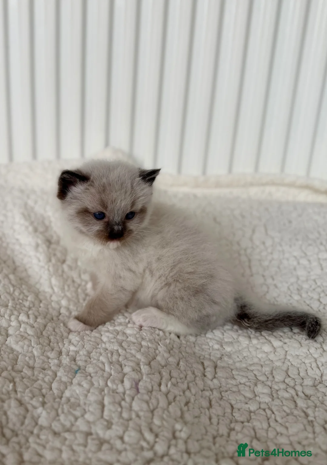 Ragdoll cats for sale: TICA registered ragdoll kittens - Advert 2