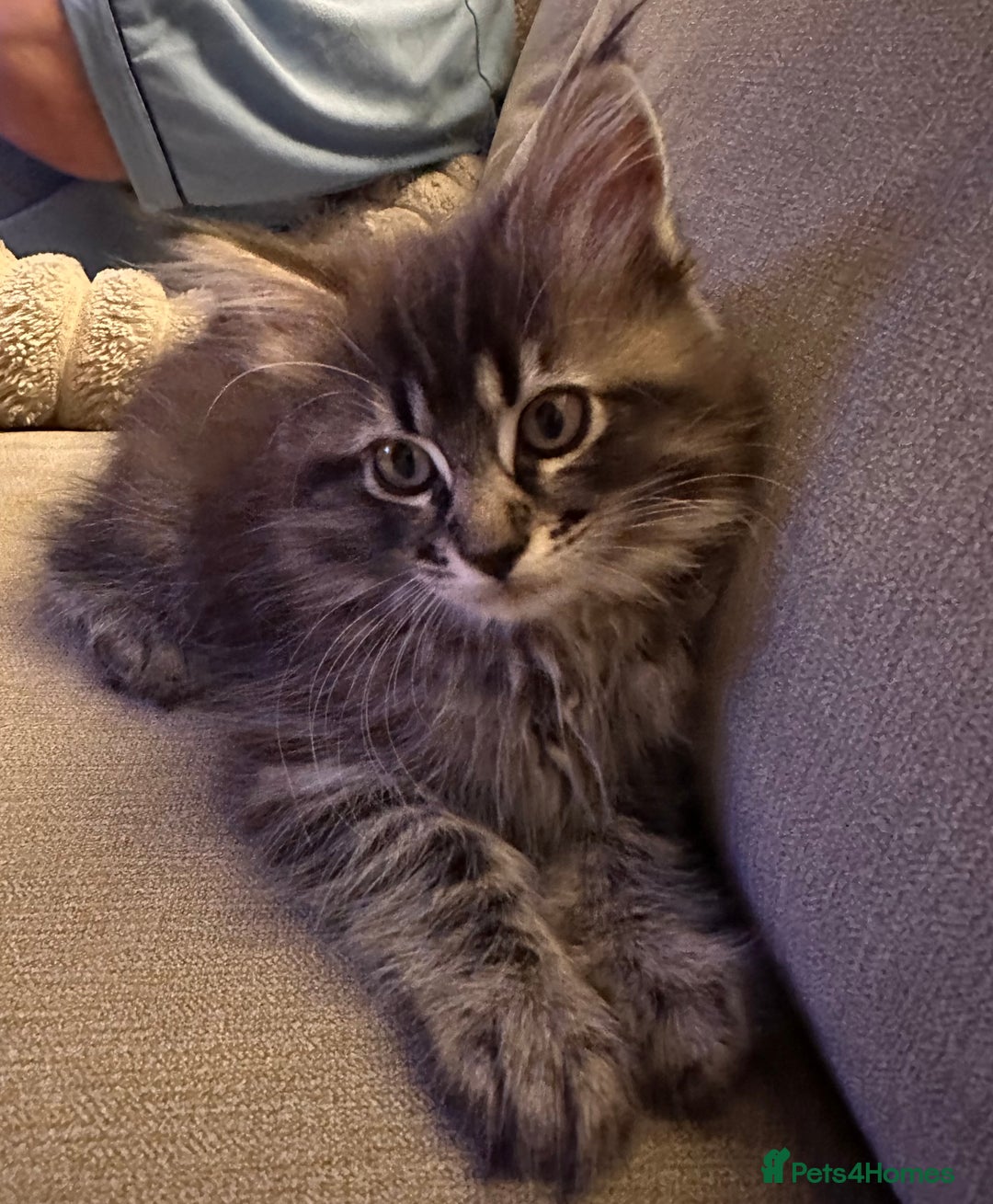 Maine Coon cats for sale:      💖LAST BEAUTIFUL BABY GIRL💖  - Image 9
