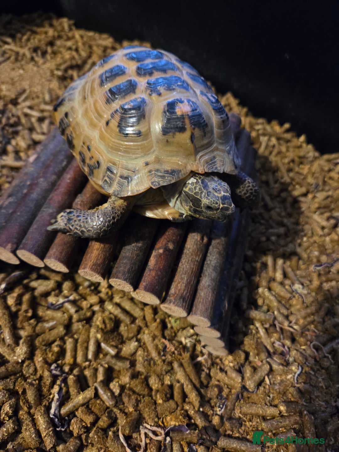 Tortoise reptiles for sale: Tortoise and tortoise table - Image 2