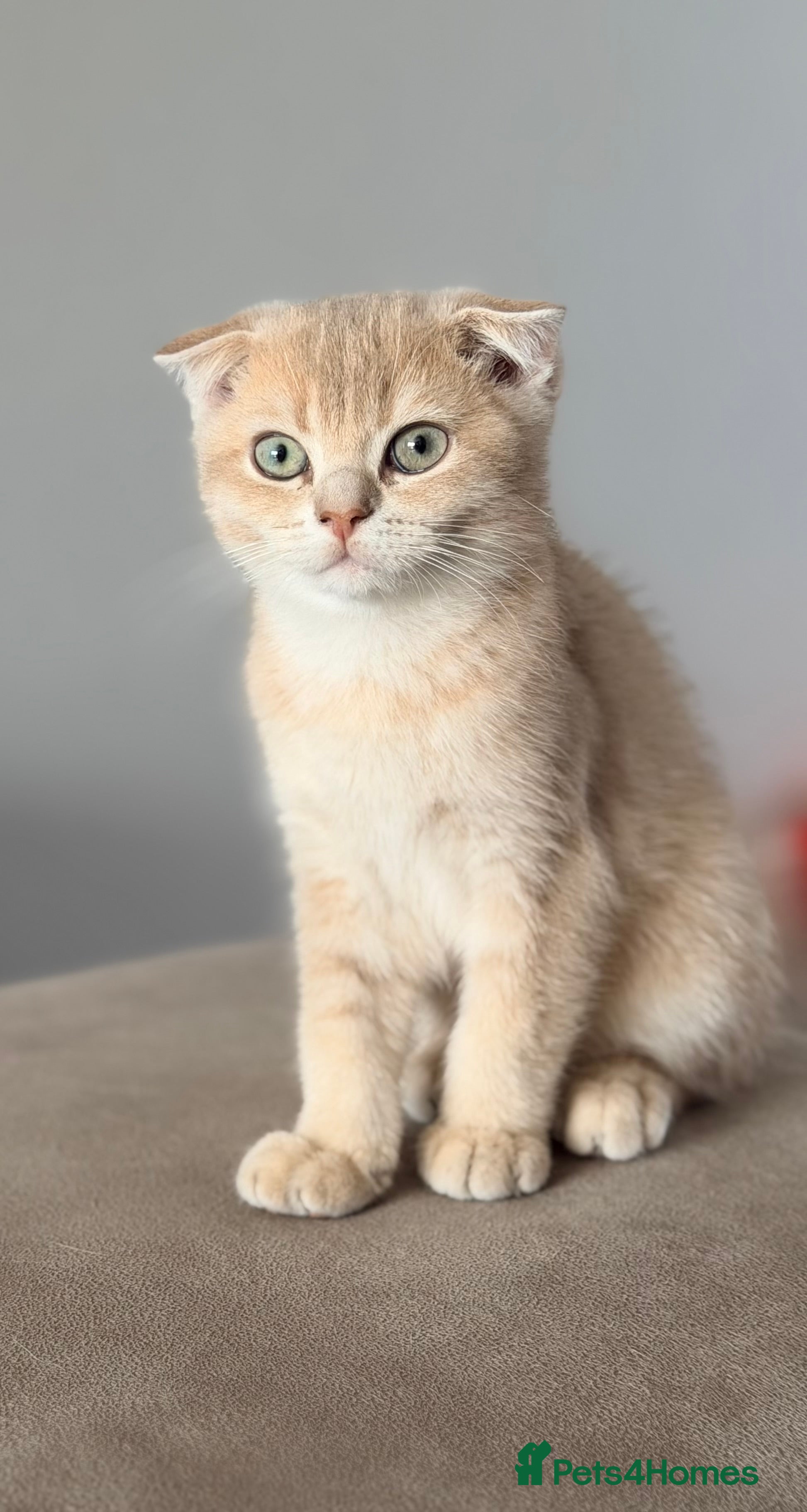 Scottish Fold cats TICA registered full pedigree Kittens - Advert 2