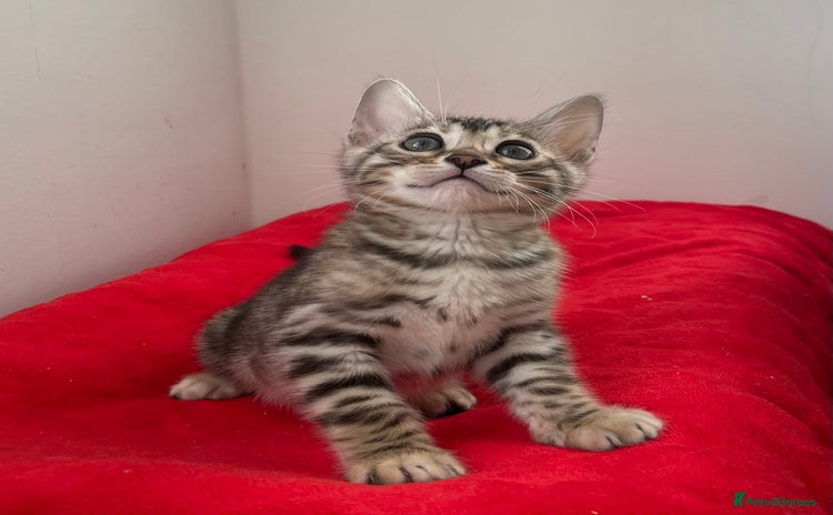 Bengal cats - Advert 3