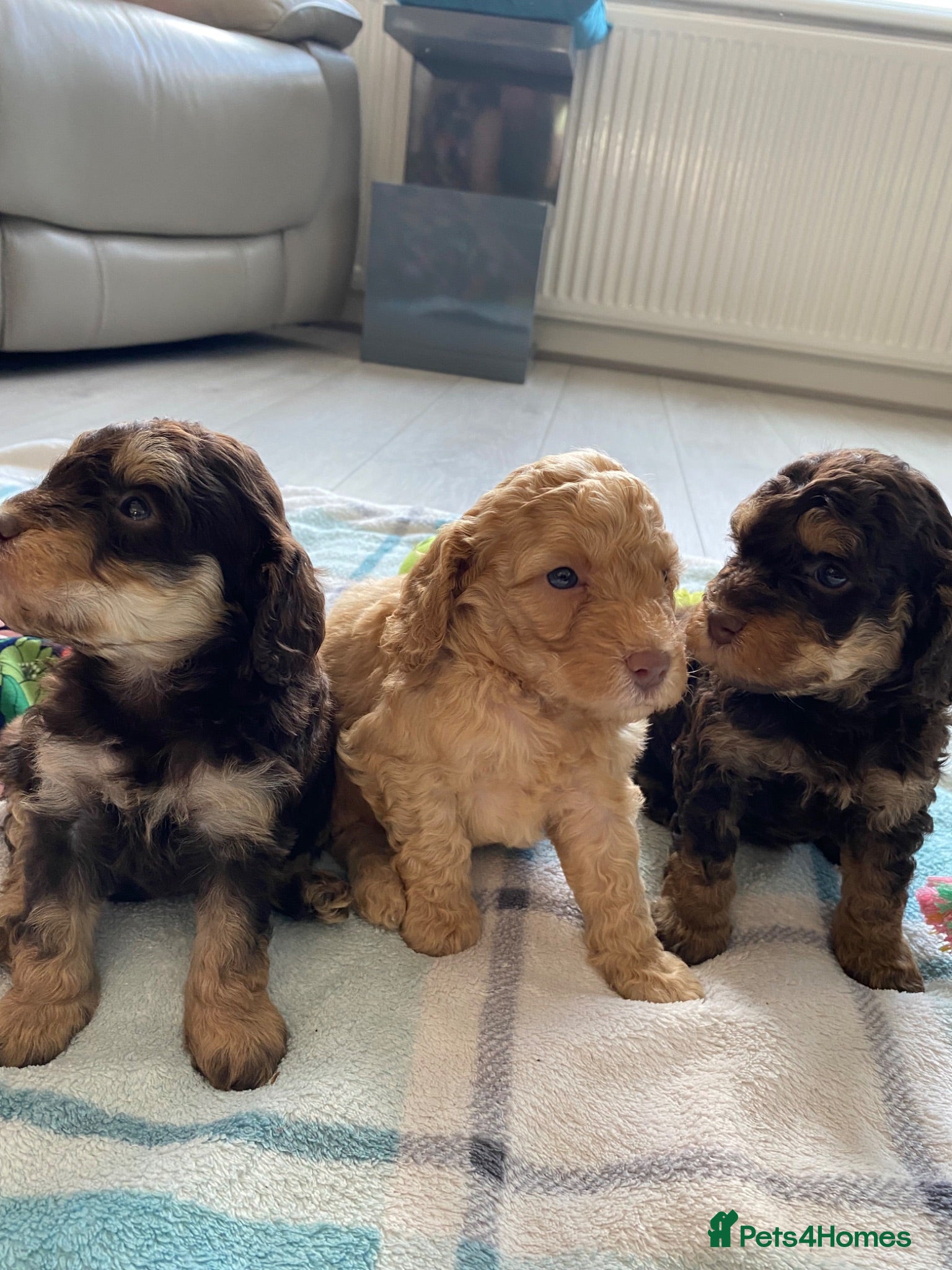 Cockapoo dogs F1b mini cockapoos. Fully health tested  - Advert 1
