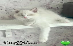 Ragdoll cats for sale: 🐾🩷*TICA REG* EU RAGDOLL KITTENS🌟 DNA CLEAR 🩵🐾 - Image 19