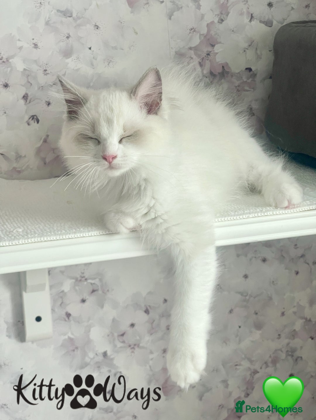 Ragdoll cats for sale: 🐾🩷*TICA REG* EU RAGDOLL KITTENS🌟 DNA CLEAR 🩵🐾 - Image 19