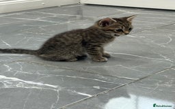 Turkish Angora cats for sale: Playful Kittens - Each ready for a loving home - Image 15