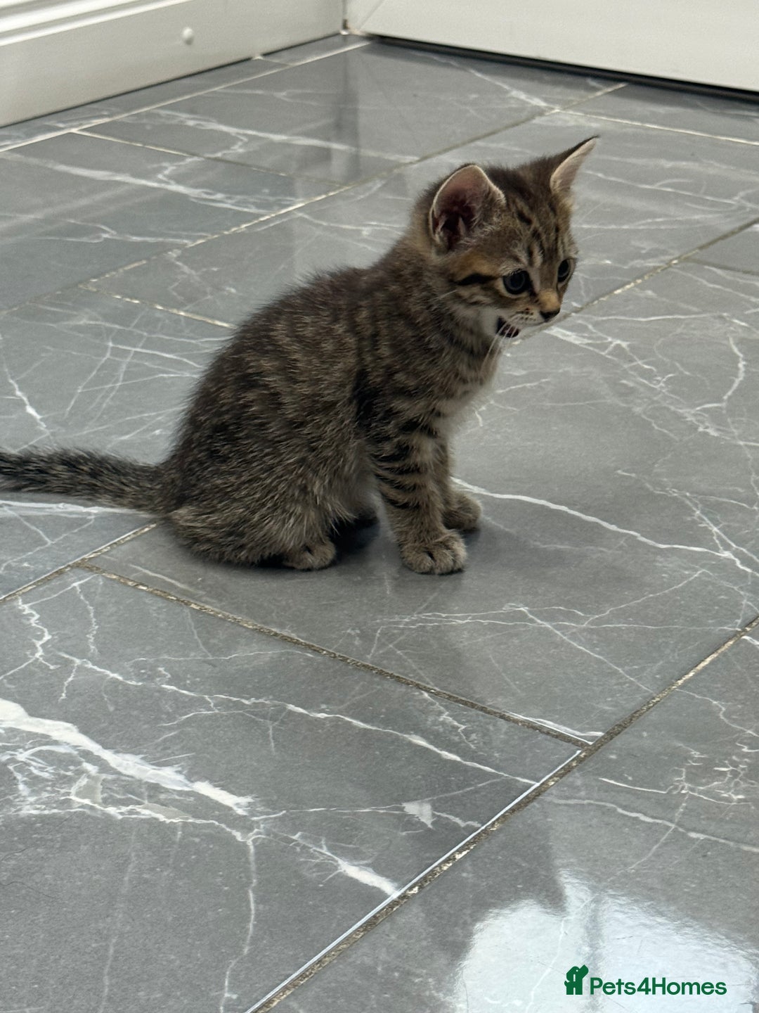 Turkish Angora cats for sale: Playful Kittens - Each ready for a loving home - Image 15