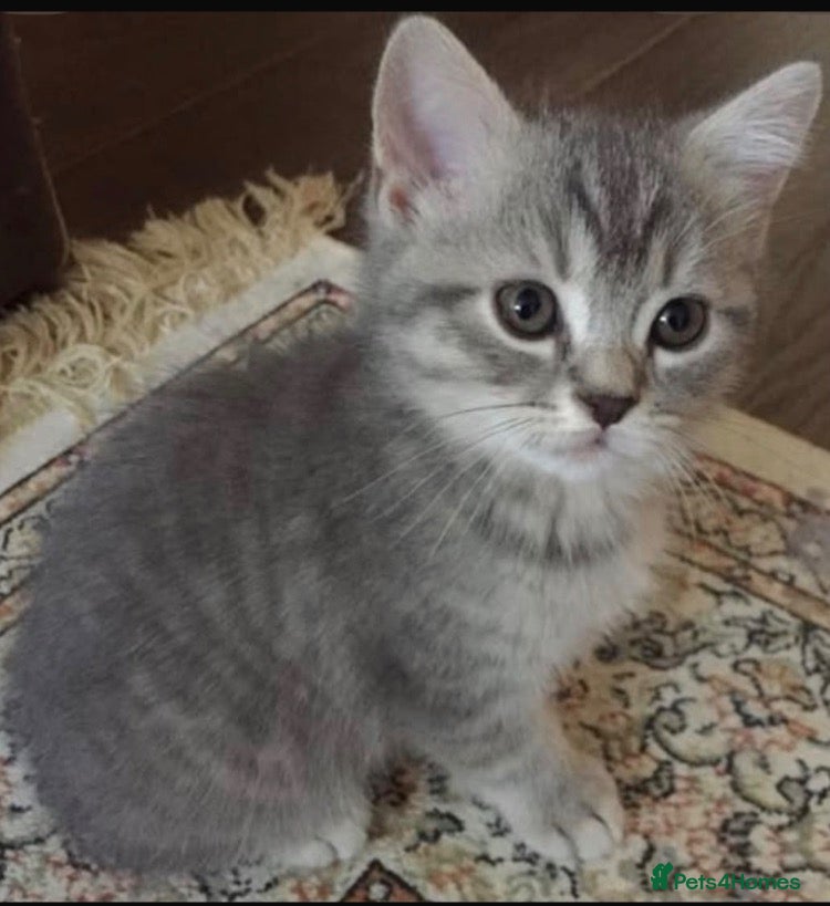 Mixed Breed cats for sale: Grey tabby kitten  (8 weeks old) - Advert 11