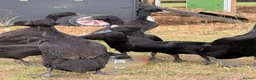 Ducks poultry for sale: Indian Runner Ducks for sale in Northampton - Advert 3