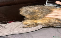Guinea Pig rodents for sale: 2 guneai pigs for sale  - Image 2