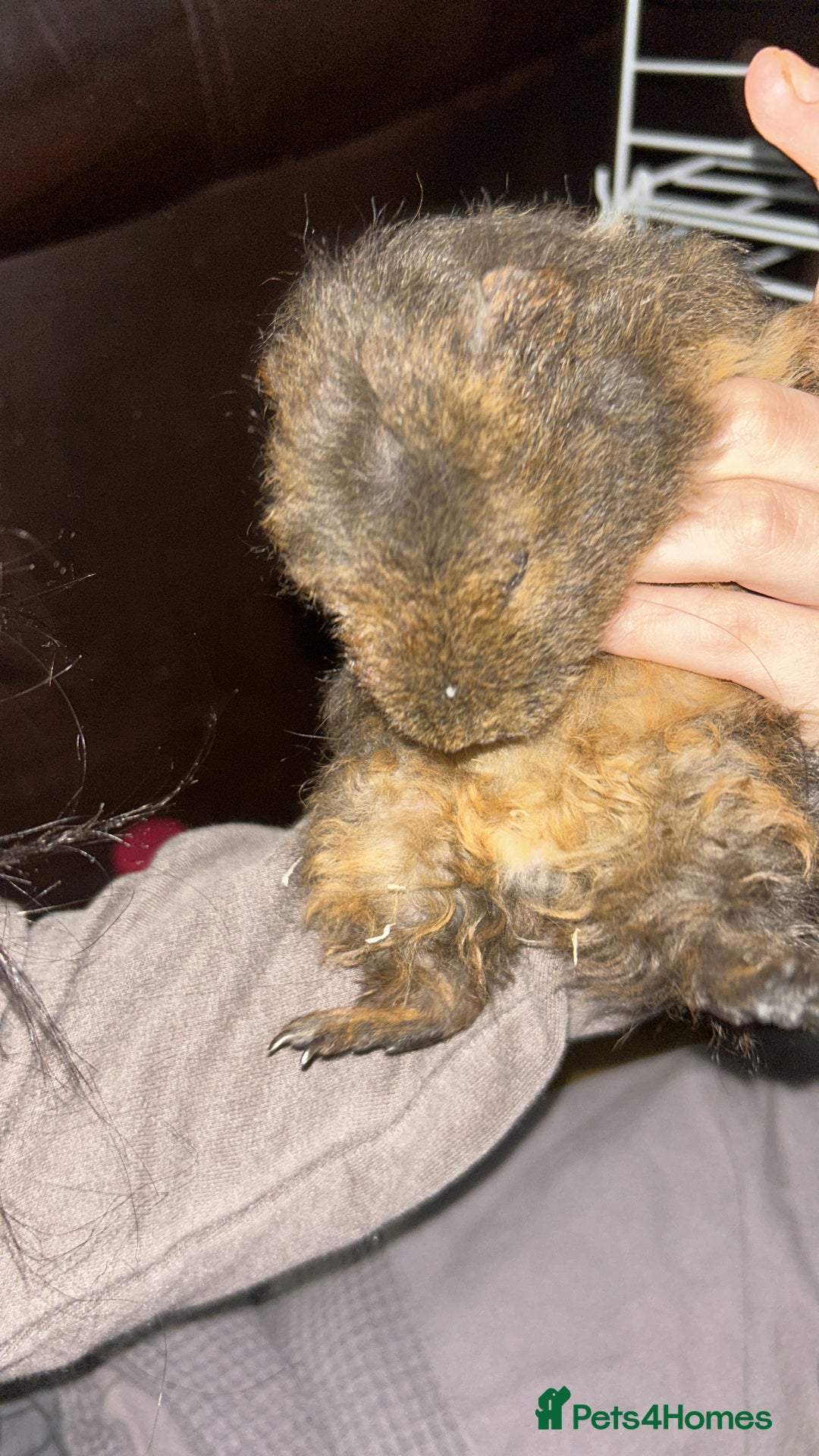 Guinea Pig rodents for sale: 2 guneai pigs for sale  - Image 2