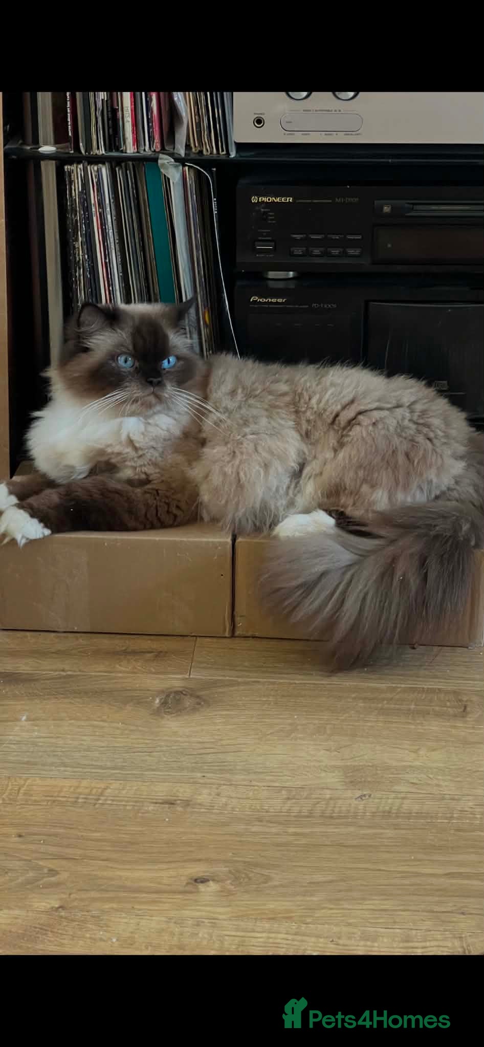 Ragdoll cats Beautiful Ragdoll kittens! Ready for new homes NOW - Advert 2
