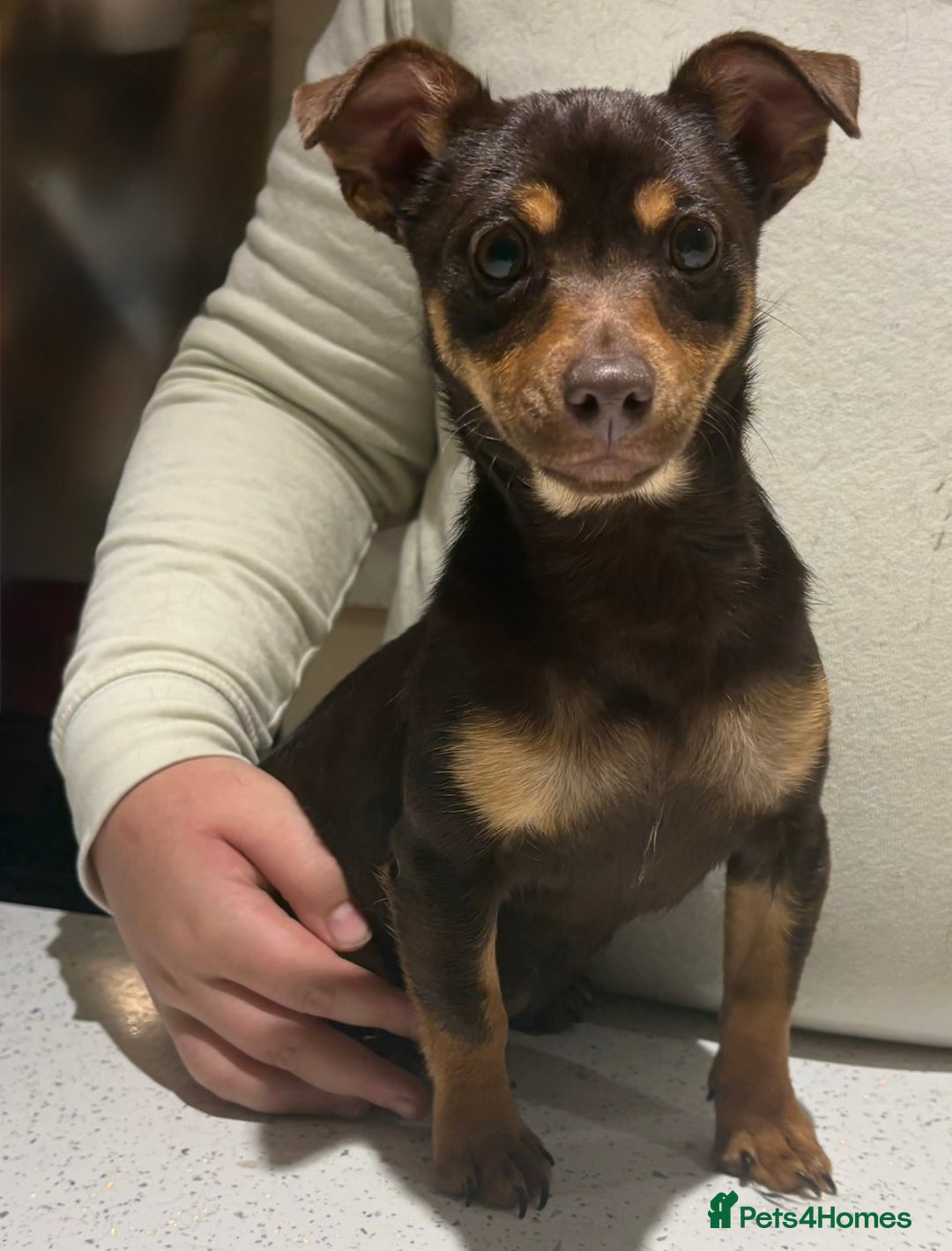 Jack Russell dogs for sale: Jack Russell Boy & Girl  - Advert 8